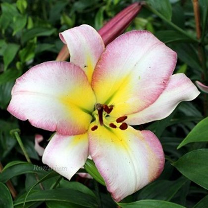 Lilija BEIJING MOON 1 gab
