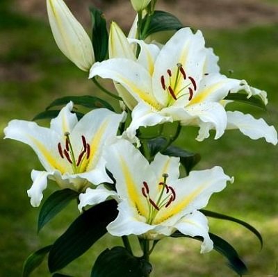 Lilija BAFERRARI 1 gab