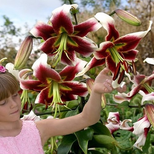 Lilija LESLIE WOODRIFT 1 gab