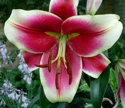 Lilija INVASION 1 gab