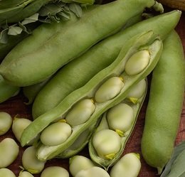 Dārza pupas Bolero 5 kg Spojnia