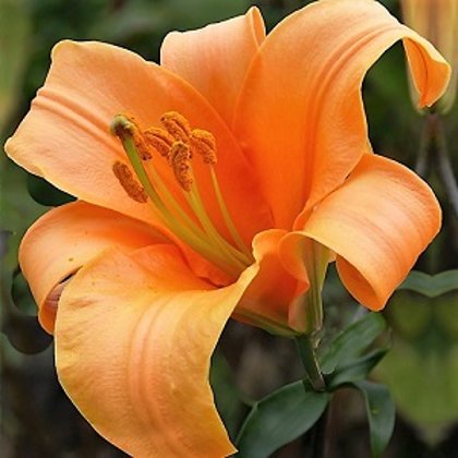 Lilija ORANGE PLANET 1 gab