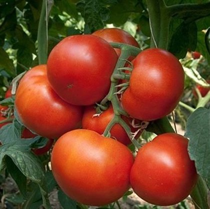 Tomāti PANEKRA F1 50 gab Syngenta