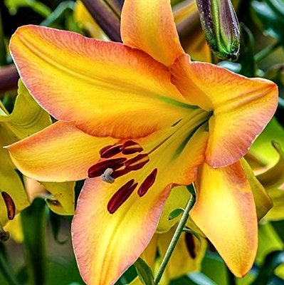 Lilija RISING MOON 2 gab iepakojumā