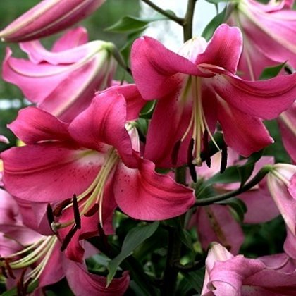 Lilija ROBINA 1 gab