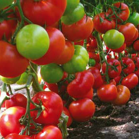 Tomāti CARNEGIE F1 5 gab Syngenta