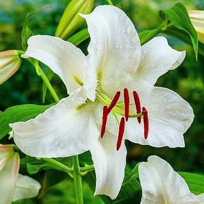 Lilija CASABLANCA 2 gab iepak.