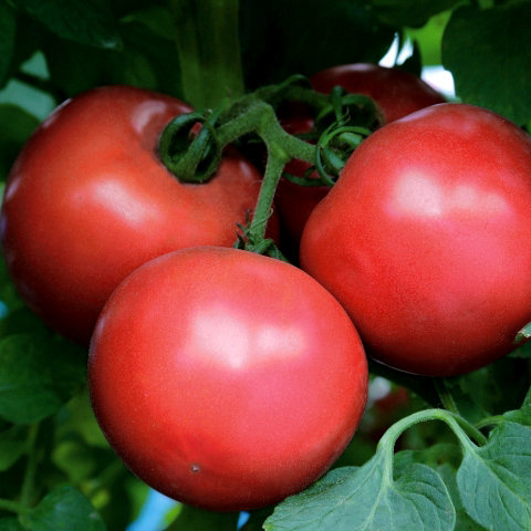 Tomāti DIMEROSA F1 5 gab Enza Zaden