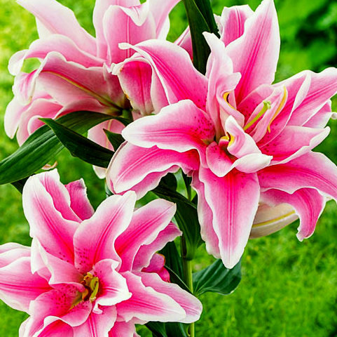 Lilija DOUBLE SURPRISE 1 gab