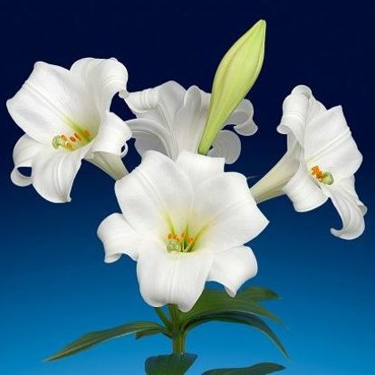 Lilija GLOBAL HARMONY 1 gab