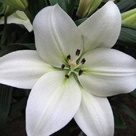 Lilija RICHMOND DN 1 gab