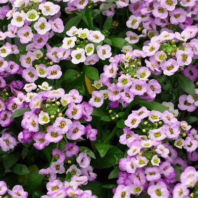 Jūrmalas lobulārija (Saldā alise) Clear Crystal® Lavender Shades 10 gran "PanAmericanSeed"