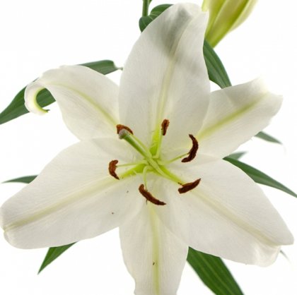 Lilija MOSCOW 1 gab