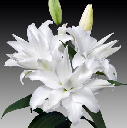Lilija MY WEDDING 1 gab
