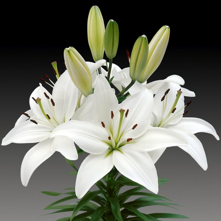 Lilija NAVONA 1 gab