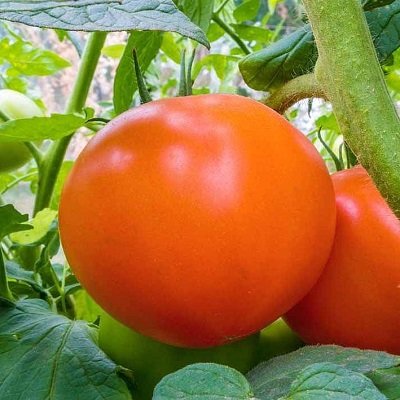 Tomāti ORANGE QUEEN 10 GAB Clause