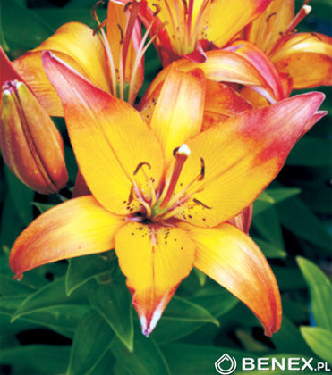 Lilija LINDA 1 gab