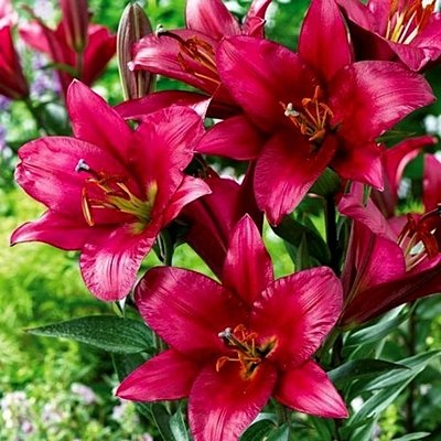 Lilija PURPLE PRINCE 2 gab iepak