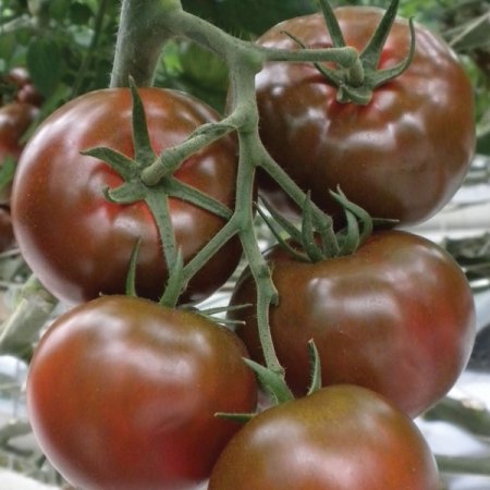 Tomāti SACHER F1 3 gab YUKSEL SEEDS