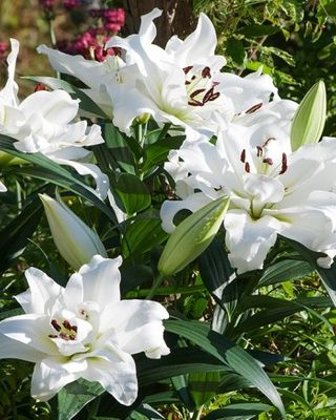 Lilija WHITE EYES 1 gab