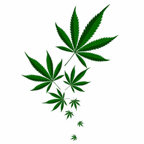 Sējas un pārtikas kaņepes