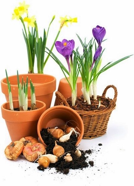 Sīpolpuķes un gumpuķes