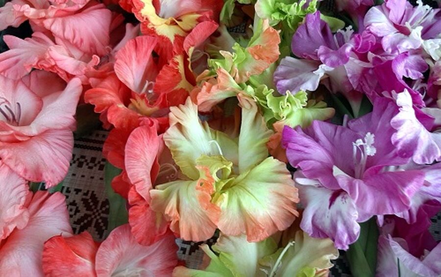 Gladiolas