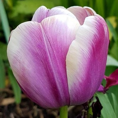 Tulpe triumfa Arabian Beauty  1 gab 