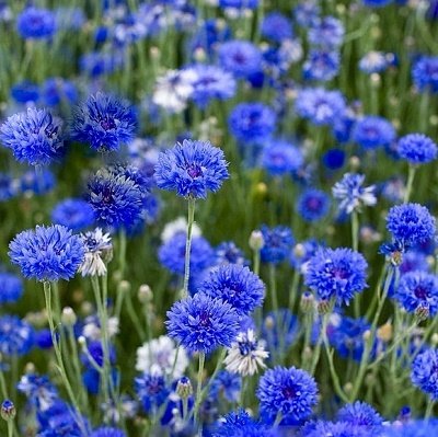 Rudzupuķes Blue Boy 10 g Muller