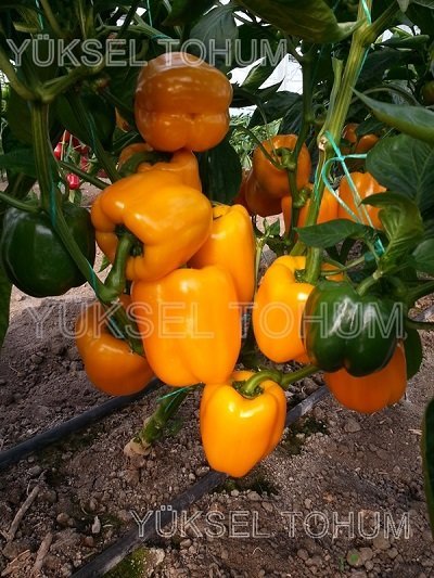 Paprika Clementine F1 10 gab Yuksel Tohum