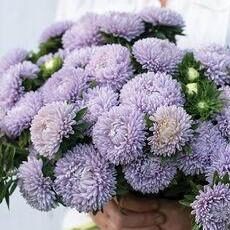Asteres ķīnas Lady Coral Lavender 30 gab Satimex