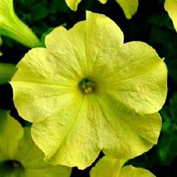 Petūnijas Sophistica® Lime Green F1 5 gab Muller Seed