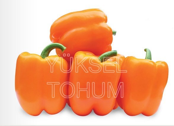 Paprika Clementine F1 10 gab Yuksel Tohum