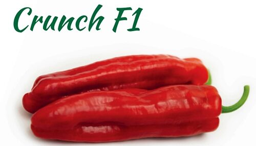 Paprika Crunch F1 10 gab Yuksel Tohum