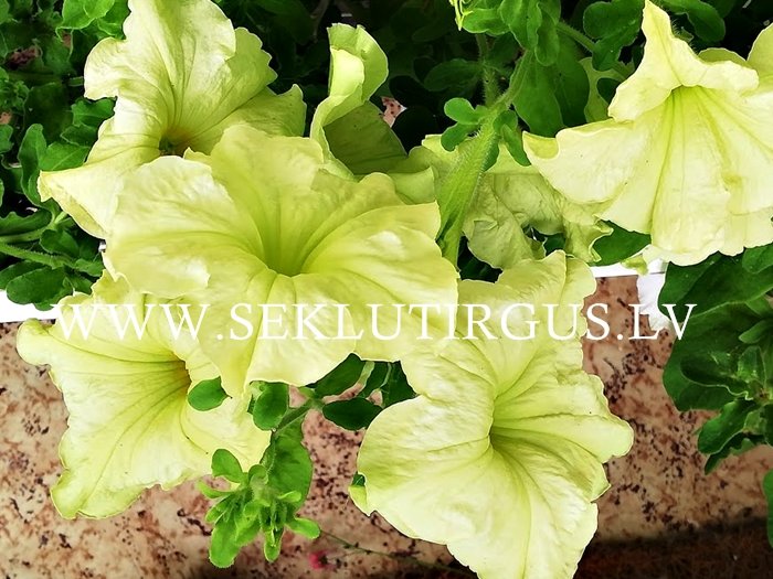 Petūnijas Sophistica® Lime Green F1 5 gab Muller Seed