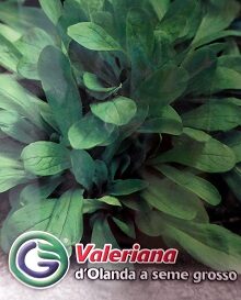 Salāti Valeriana d'Olanda a seme grosso 5 g Galassi Sementi A.P.