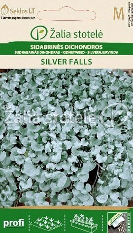 DIHONDRA SILVER FALLS 6 gab  Žalia stotelė