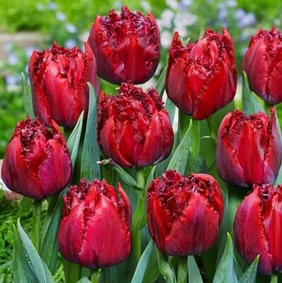 Tulpe bārkstainā CRANBERRY THISTLE 5 gab BENEX