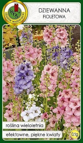   VIOLETAIS DEVIŅVĪRUSPĒKS  Dziewanna fioletova 0.1 g PNOS