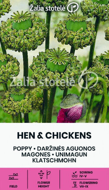 MAGONES HEN & CHICKENS 0.5 g  Žalia stotelė