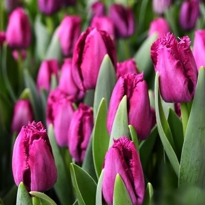 Tulpe bārkstainā SAN CLEMENTE 10 gab BENEX