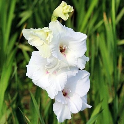  Gladiolas 401 White Butterfly  5 gab
