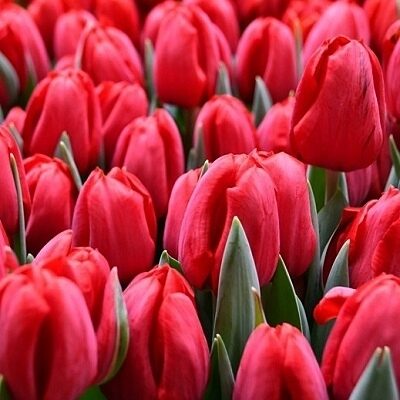 Tulpe triumfa FERDEAUX 10 gab BENEX