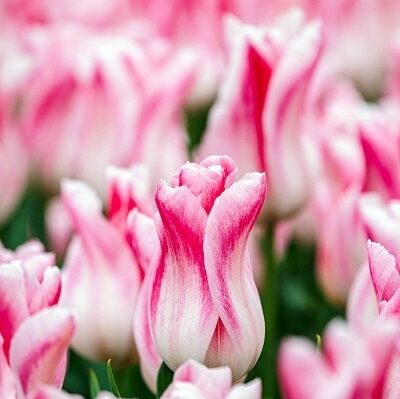 Tulpe lilijziedu  Holland Chic 5 gab BENEX