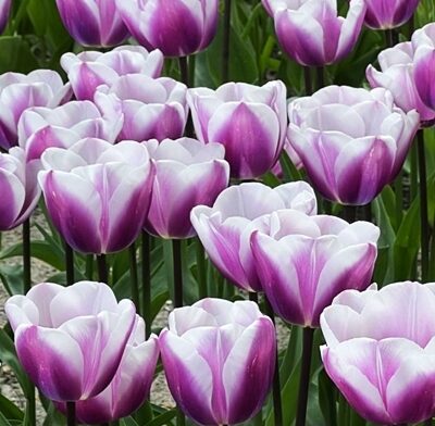 Tulpe triumfa LIBRIJE 5 gab BENEX