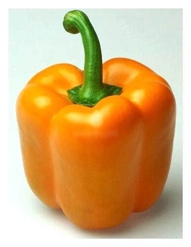 Paprika SYMPATHY F1 5 gab Rijk Zwaan
