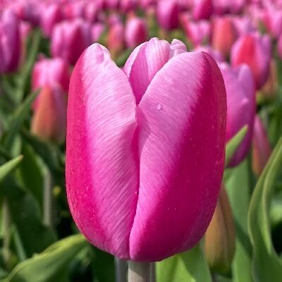 Tulpe triumfa ARGOS 5 gab BENEX