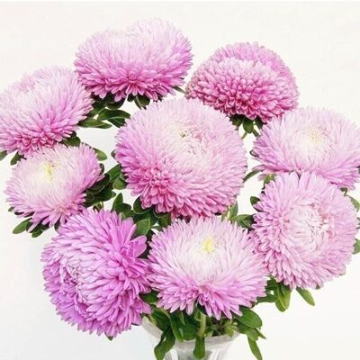 Asteres ķīnas Balloon Appleblossom 30 gab Satimex