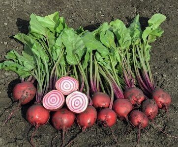 Bietes ANELLO 1000 gab BEJO