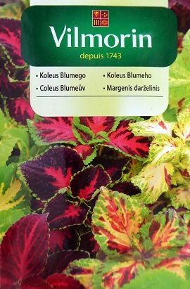 Koleus (Skaistnātrīte) Blumego MIX  0.2 g Vilmorin